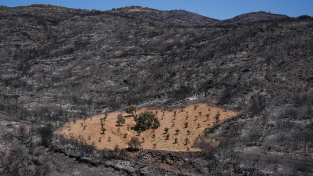 İzmir’deki yangında sadece Ahmet Türk’ün bahçesi yanmadı