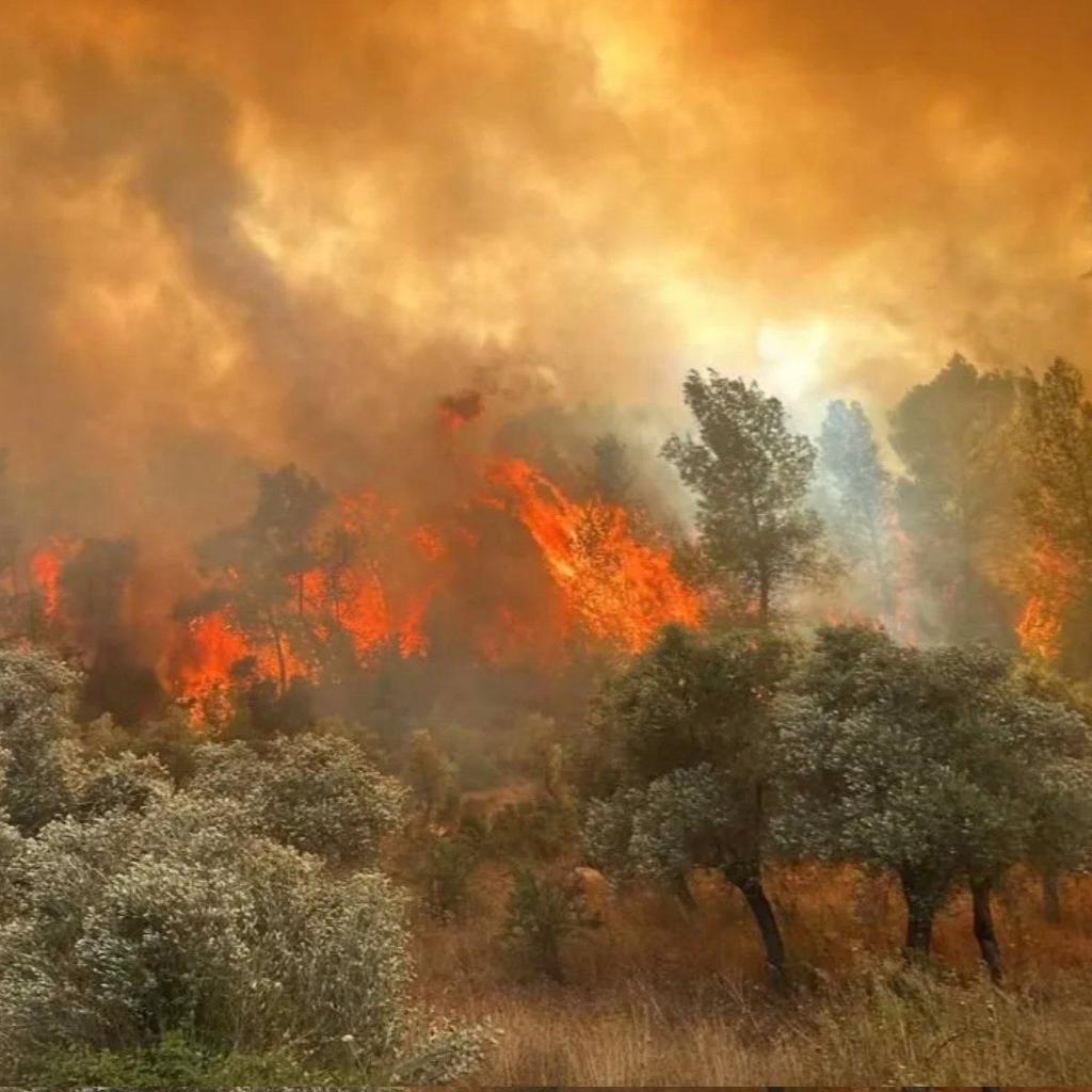 10 kişinin hayatını kaybettiği orman yangınıyla ilgili soruşturma